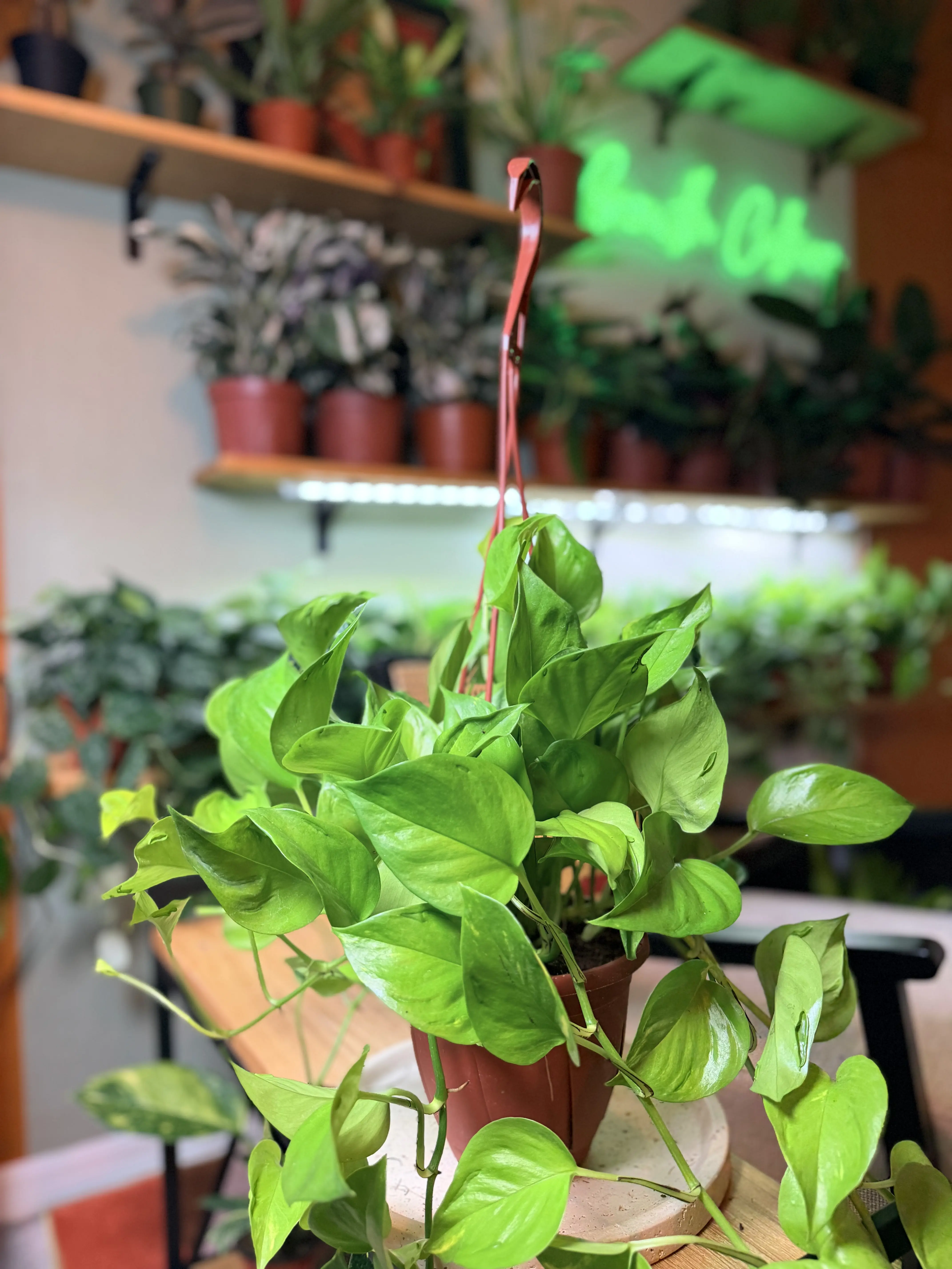 6" 'São Paulo Pothos' – Neon Green Hanging Basket - Easy-Care Hanging Plant