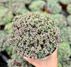 Live Sedum Dasyphyllum Plant - Sedum Minor Plant - Corsican Stonecrop - Thick-Leaf Stonecrop - 6 Inch Pot