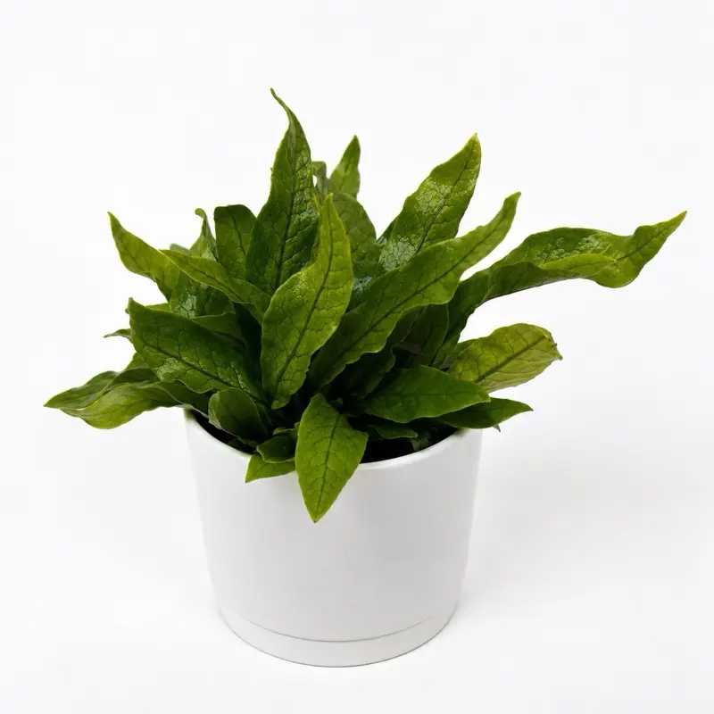 Crocodile Fern (Microsorum musifolium) 4” Pot – Pet Safe Tropical Houseplant | Easy-Care Indoor & Outdoor Decor