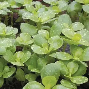 Golden Purslane Seeds - Succulent Herb, Ideal for Home Gardens, Natural Variety