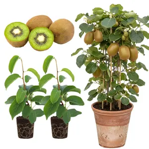 Self-Pollinating Kiwi Plant Kit, Indoor Growing Collection for Home Vineyard, Fruit Plant Set for Kitchen & Balcony