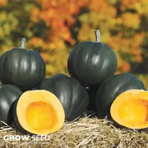 Table King Bush Acorn Squash Seeds