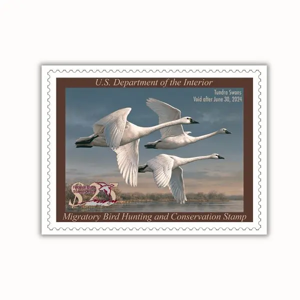 Tundra Swans Duck Stamp Poster, Migratory Bird Hunting & Conservation Wall Art, Vintage Waterfowl Hunting Decor, Federal Duck Stamp Print, Wildlife Hunter Gift, Rustic Cabin Lodge Artwork