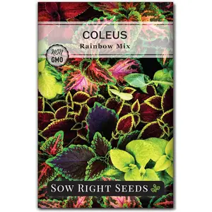 Sow Right Seeds - Coleus Rainbow Mix Seeds for Planting - Beautiful Flowers to Plant in a Home Garden - Indoors or Outdoors - Non-GMO Heirloom Seeds - Attractive & Colorful - Great Gardening Gift (1)