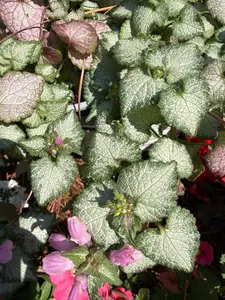 Lamium
