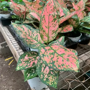 Aglaonema Valentines 4inch plant/ home decoration Centerpiece Decorative  Table