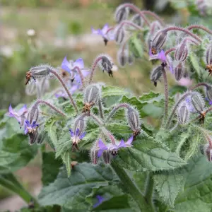 Borage Seeds