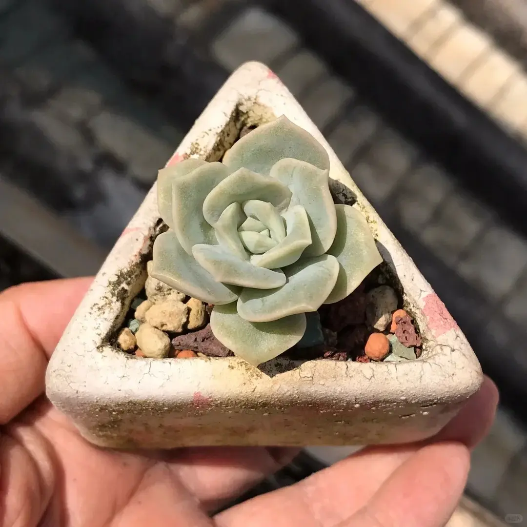 2 Inch Live Lovely Rose Succulent, Easy Care Plant, Beautiful decoration, suitable for balcony, room, kitchen, indoors and outdoors
