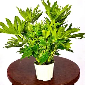 8" Philodendron 'Lickety Split', Approx 3 Foot Tall Low Light Tolerant Live Houseplant, Indoor Plant