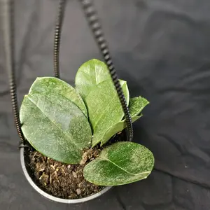 Obovata Hoya, 4" hanging basket, pet safe, live plant, living houseplant, easy to care for, beginner plant