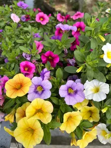 800 Petunia Seeds for Planting, Mixed Color Petunia Flower Seeds, Vibrant Garden Flowers, Easy to Grow, Long Blooming, Non-GMO, Seeds Only, Not Live Plants