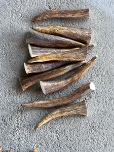 Moose Medium Tines for Dogs - Natural Antler Chew Treats for Healthy Dental Care & Hours of Play - Durable & Manageable Chews