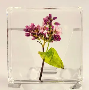 38mm Real Buckwheat Flower in Crystal Clear Lucite Resin Specimen Botanist Herb Herbarium Fagopyrum Esculentum Collection