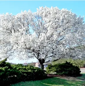20 White Dogwood Trees Seeds Shrubs Cornelian Tree Cold hardy Cornus Florida Rare Seed.
