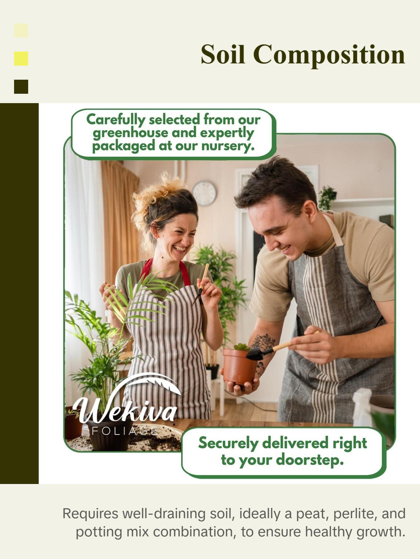 Pink Spotted Begonia - Live Plant in a 4 Inch Pot - Begonia Amphioxus - Rare and Beautiful Tropical Indoor Houseplant - Air Purifying