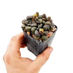 Aloinopsis schooneesii 'Living Stone'