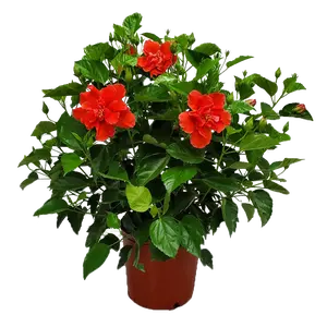 Double Red Hibiscus Bush (3 Gallon) | Live Hibiscus Plant | Tropical Plants of Florida