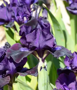 Black Lightning Dwarf Bearded Iris - 1 Rhizome