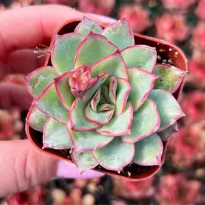 2” Echeveria Esther