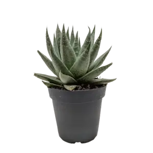 Succulent Haworthia Savanna