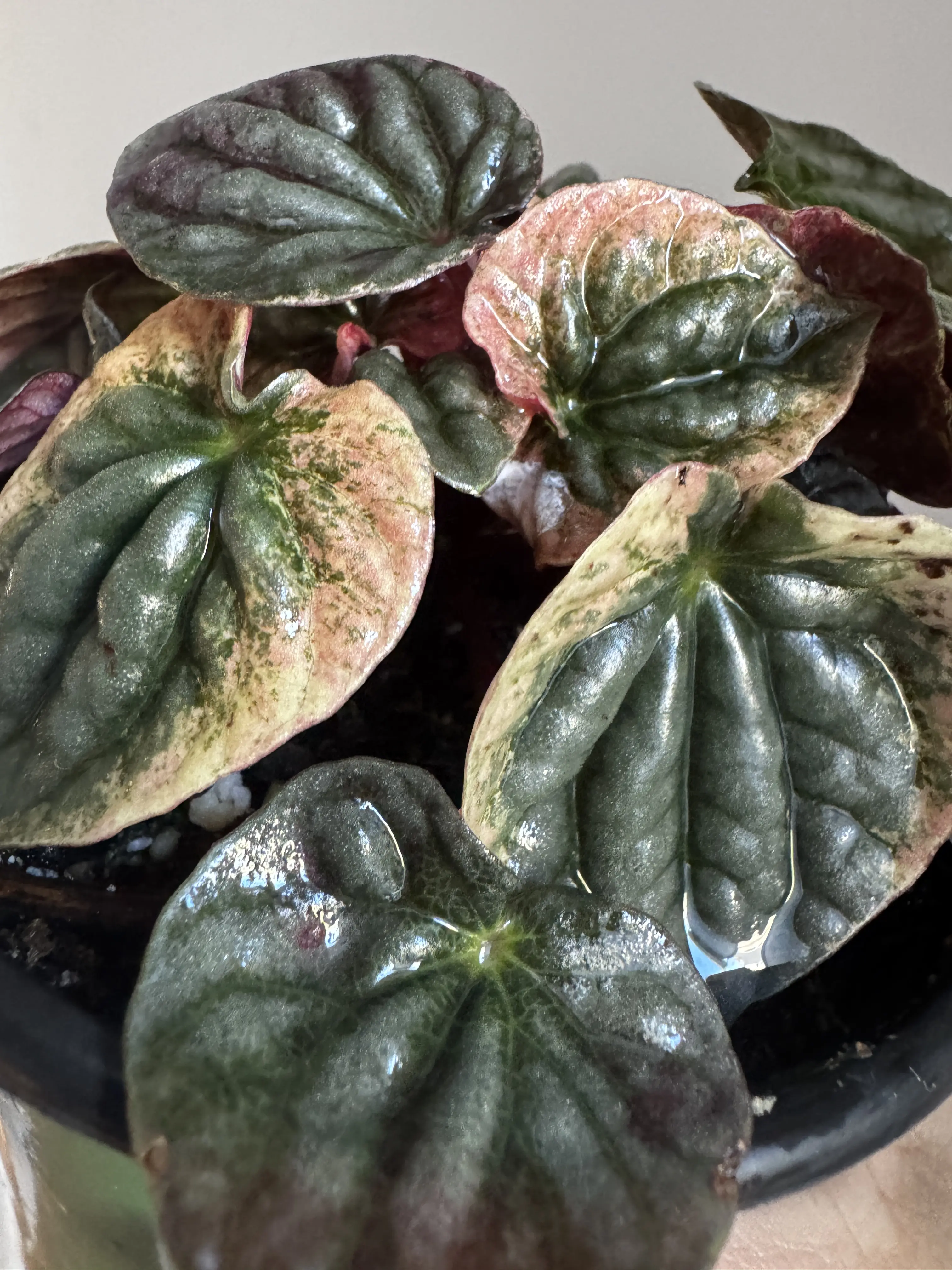 Peperomia ‘Abricos’ — 4" Compact Foliage Houseplant | Easy Care Favorite