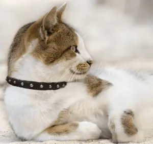 Studded Cat Collars