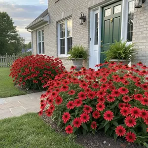 1000 Red Coneflower Seeds Echinacea Flower for Garden Planting Hardy Perennial Vibrant Red Blooms in Summer Ideal for Garden Beds Borders and Cut Flower Gardens