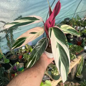 Stromanthe Triostar | Tropical Houseplant for Home & Garden | 4”