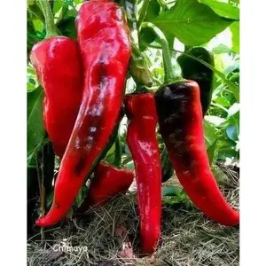 CHIMAYO Pepper Seeds - Capsicum Annuum - Ideal for Vegetable Gardening - Versatile for Various Uses