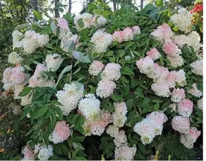 100 Seeds Hydrangea paniculata Grandiflora | Pee Gee Hydrangea