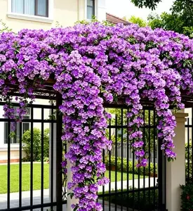 Mansoa alliacea Non-GMO Seeds – Sweet-Scented Garlic Vine Seeds, Easy to Grow, Colorful Purple-Pink-White Flowers, Perfect for Balcony, Patio & Garden Climbing Vine, Beginner-Friendly