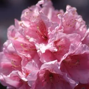Scintillation Rhododendron