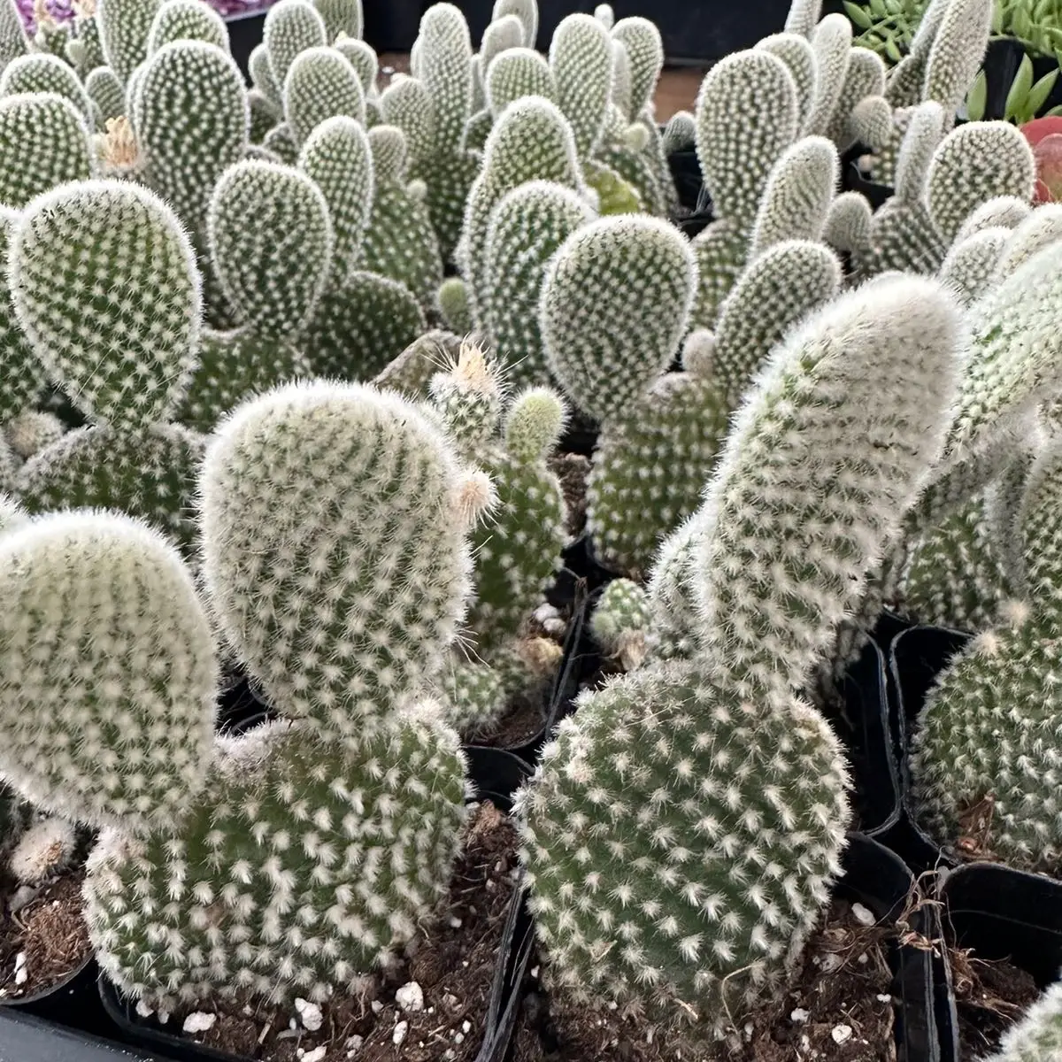 2” Polka Dot Cactus Opuntia Microdasys cactus