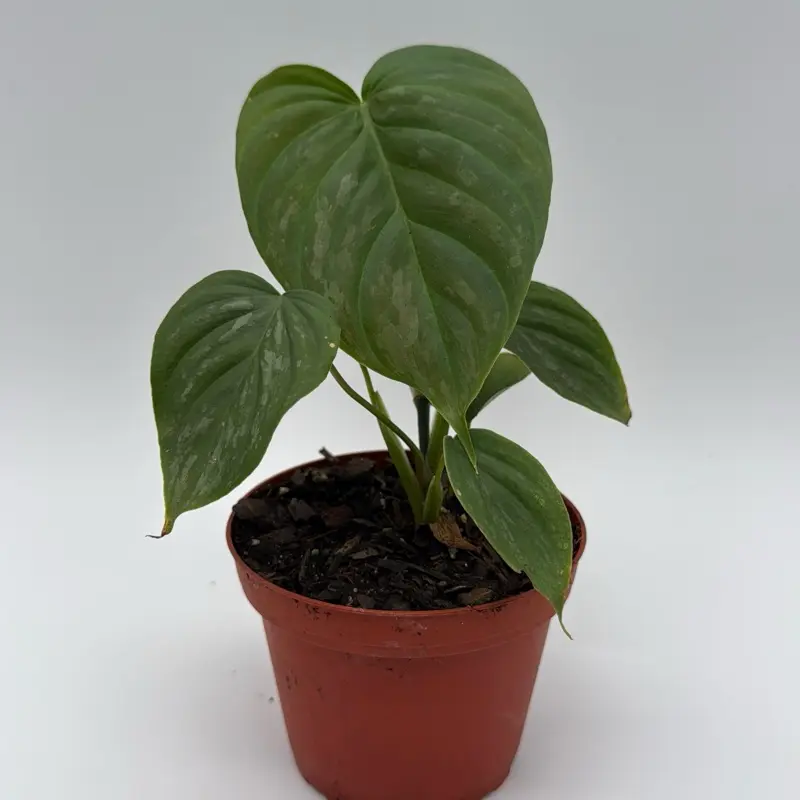 amorphophallus titanum plant Amorphophallus Species Print – Aaron Apsley Artwork main image 0