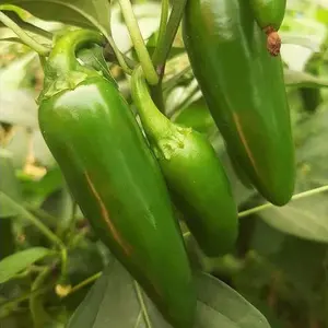 TomorrowSeeds - Jalapeno M Pepper Seeds -  8,000 Scoville Medium Hot Dark Green Jalapenos Spicy Chili Chile Peppers Vegetable Seed For 2024