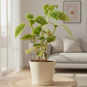 Pilea 'Moon Valley'