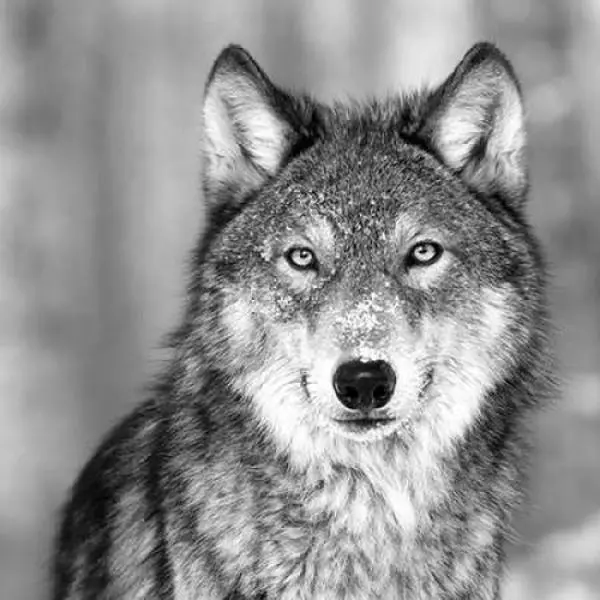 Image Conscious PDXIN321774SMALL Wolf Poster Print by Photoinc Studio, 12 x 12 - Small, Artistic, Decor