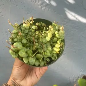 4” String of Turtles - Peperomia Prostrata - low maintenance - live plant