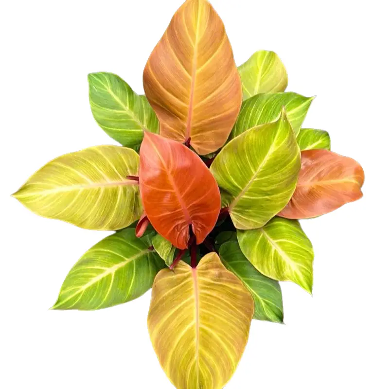 Xl Philodendron Prince of Orange 8" pot House Plant - Unique Leaves, Easy Care Requirements, Ideal for Beginners, Indoor Home Decoration