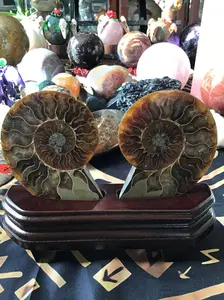 Ammonite Fossil, Split with Stand