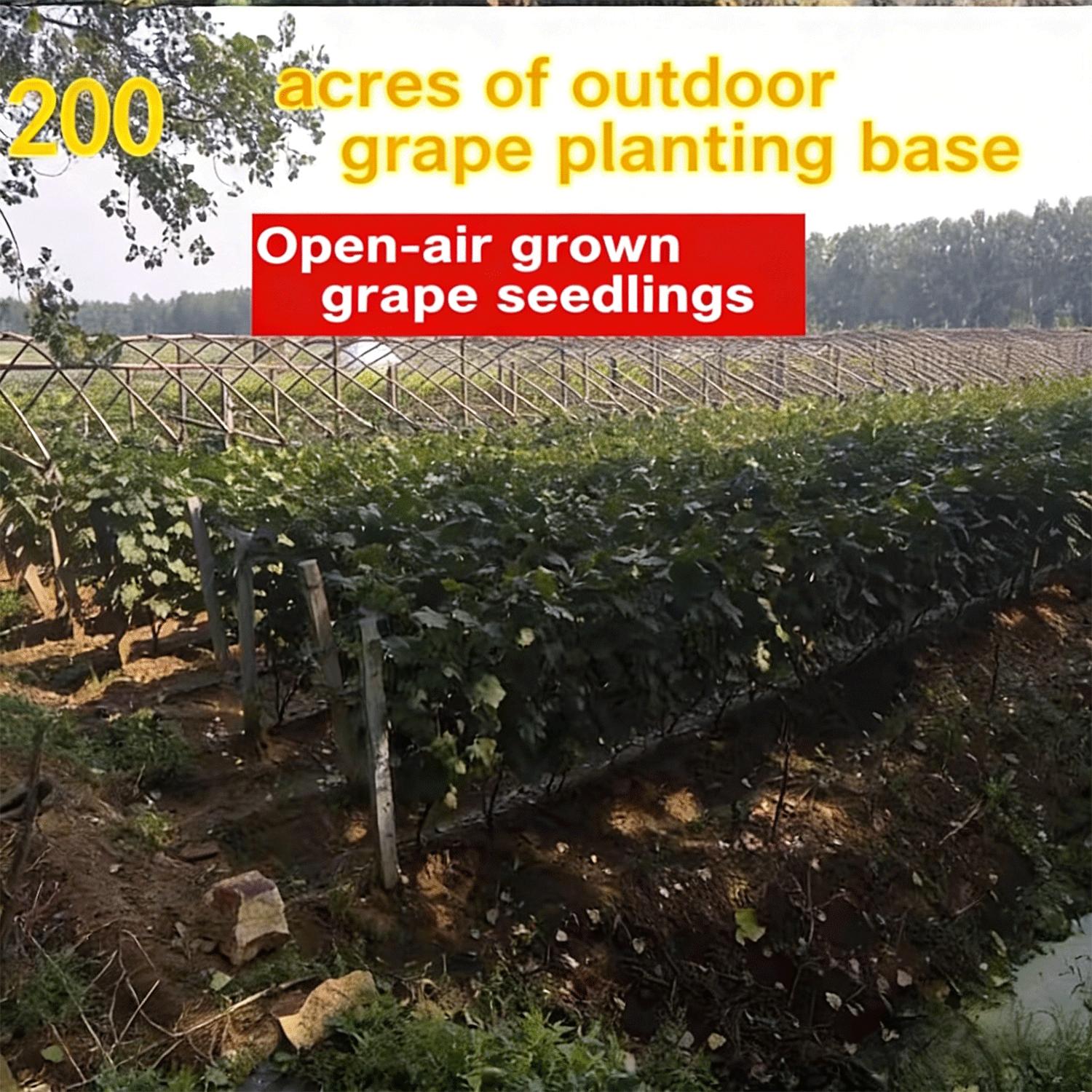 Citrine Grapevine Seedlings—2-Year-Old Perennials | High-Yielding, Sweet-Fruited, and Easy-to-Care-For Grapevine Seedlings