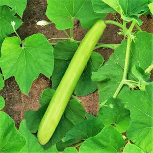 TomorrowSeeds - Big Green Sausage Bottle Gourd Seeds -  Lagenaria Upo Opo Snake Melon Long Calabash Dudhi Lauki USA Squash Seed For 2024 Season