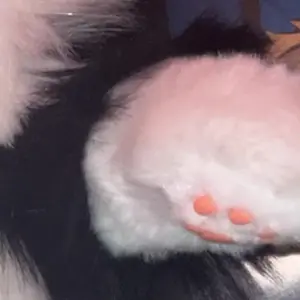 Product Review of 【TikTokShopBacktoSchool】Chongker Stylish Daypack Plush Cat Backpack - Realistic Stuffed Animal Fashion Accessory & Unique Gift for Cat Lovers - 1 Set Gift Wrap from p**s