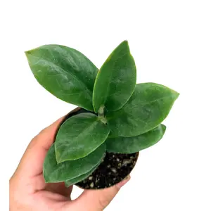 2.5" ZZ Zenzi – Live Plant