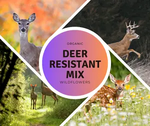 Deer Resistant Wildflower Mix Seeds – A colorful blend of tough, resilient flowers that deter deer while attracting bees and butterflies to your garden.