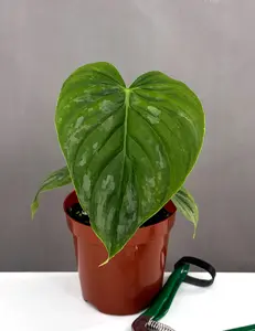 Philodendron Majestic