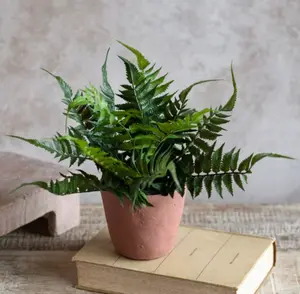 Kitty Tail Potted Fern