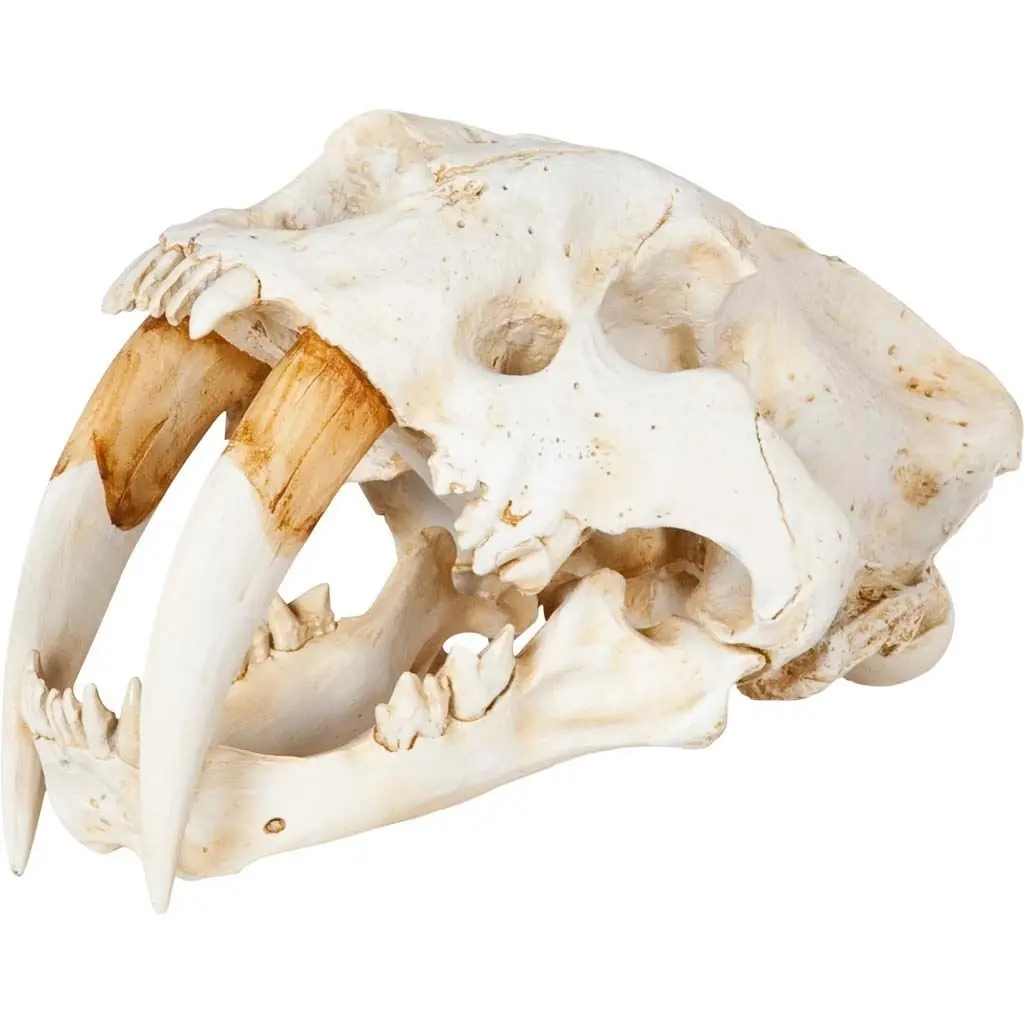 15 x 9 x 9 in. Authentic Replica White Sabertooth Skull Sculpture