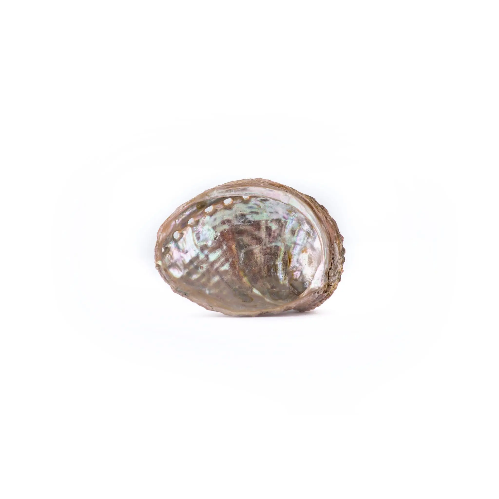 Abalone Shell Offering Bowl Abalone Shell Offering Bowl