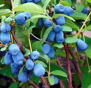 "Indigo Treat" Honeyberry/Haskap